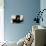 Blue Velvet (photo)-null-Stretched Canvas displayed on a wall