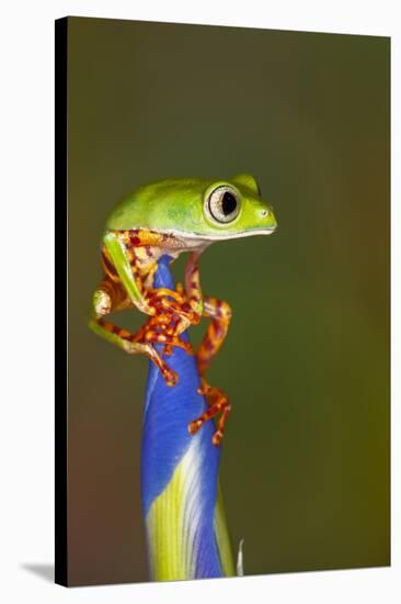 Blue-webbed gliding tree frog on Iris flower-Adam Jones-Premier Image Canvas