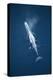 Blue Whale Aerial View Mother Blowing-null-Premier Image Canvas