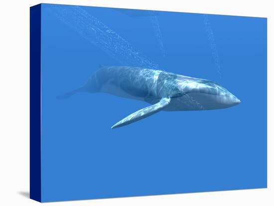 Blue Whale-Christian Darkin-Premier Image Canvas