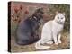 Blue, White Shorthairs-W. Luker-Stretched Canvas