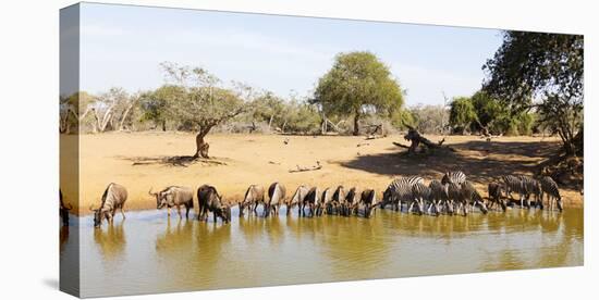Blue wildebeest and Plains zebra , Mkhuze Game Reserve, Kwazulu-Natal, South Africa, Africa-Christian Kober-Premier Image Canvas