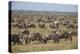 Blue Wildebeest (Brindled Gnu) (Connochaetes Taurinus) Herd-James Hager-Premier Image Canvas