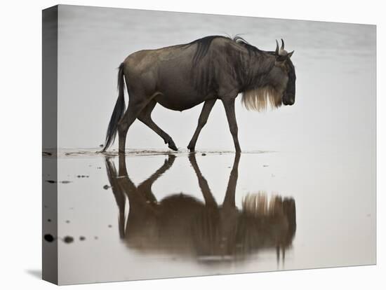 Blue Wildebeest (Brindled Gnu) (Connochaetes Taurinus) in the Water-James Hager-Premier Image Canvas