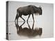 Blue Wildebeest (Brindled Gnu) (Connochaetes Taurinus) in the Water-James Hager-Premier Image Canvas