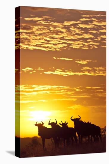 Blue Wildebeest (Connochaetes Taurinus) Herd Silhouetted Against the Rising Sun with Clouds-Wim van den Heever-Premier Image Canvas