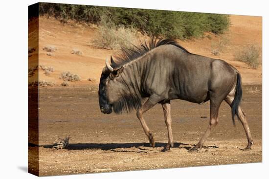 Blue wildebeest (Connochaetes taurinus), Kgalagadi Transfrontier Park, South Africa-David Wall-Premier Image Canvas