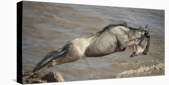 Blue Wildebeest (Connochaetes Taurinus) Leaping into Mara River, Masai Mara, Kenya-Wim van den Heever-Premier Image Canvas