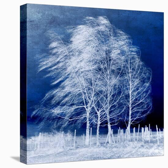 Blue Wind-Philippe Sainte-Laudy-Premier Image Canvas