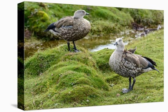 Blue-winged Goose, Cyanochen cyanoptera. Bale Mountains National Park. Ethiopia.-Roger De La Harpe-Premier Image Canvas