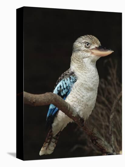 Blue-Winged Kookaburra (Dacelo Leachii) in Captivity, Airlie Beach, Queensland, Australia, Pacific-James Hager-Premier Image Canvas