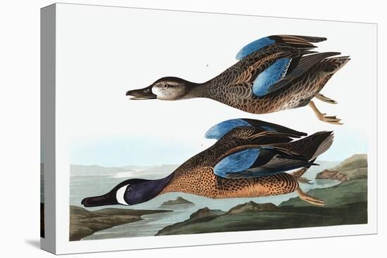 Blue Winged Teal, Anas Discors, from the Birds of America by John J. Audubon, Pub. 1827-38 (Hand Co-John James Audubon-Premier Image Canvas