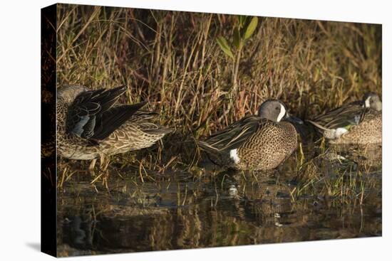 Blue-winged teal, Anas discors, Merritt Island National Wildlife Refuge, Black Point Drive, Florida-Maresa Pryor-Premier Image Canvas