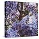 Blue Wisteria, 2012, (Oil on Canvas)-Helen White-Premier Image Canvas