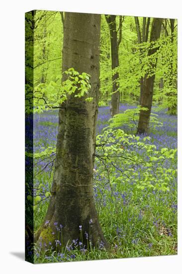 Bluebell Carpet in a Beech Woodland, West Woods, Wiltshire, England. Spring-Adam Burton-Premier Image Canvas