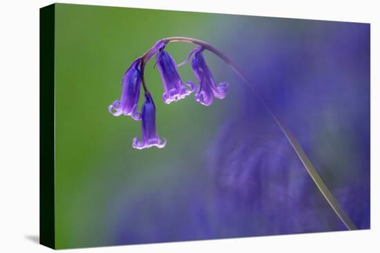 Bluebell flower, Cornwall, UK-Ross Hoddinott-Premier Image Canvas