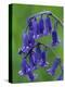 Bluebell Flower, UK-Niall Benvie-Premier Image Canvas