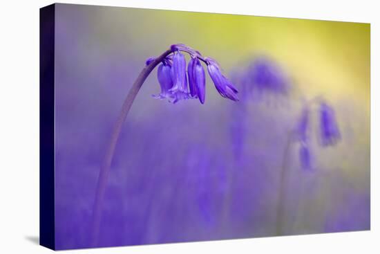 Bluebell flowering in ancient woodland, Cornwall, UK-Ross Hoddinott-Premier Image Canvas