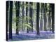 Bluebell Vision-Doug Chinnery-Premier Image Canvas