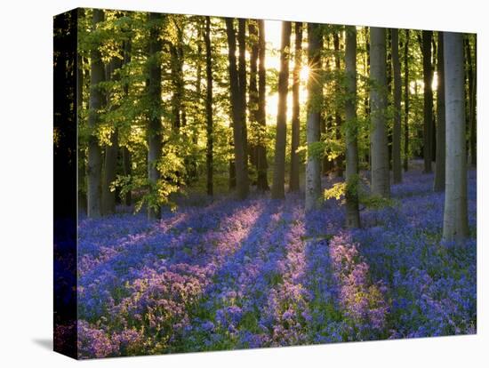 Bluebell Wood at Coton Manor-Clive Nichols-Premier Image Canvas