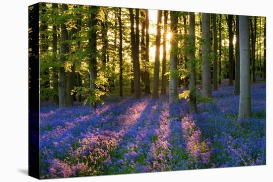 Bluebell Wood at Coton Manor-Clive Nichols-Premier Image Canvas