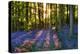 Bluebell Wood at Coton Manor-Clive Nichols-Premier Image Canvas