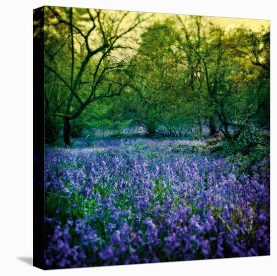 Bluebell Wood I-Pete Kelly-Stretched Canvas