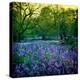 Bluebell Wood I-Pete Kelly-Stretched Canvas
