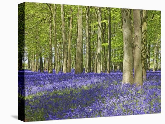 Bluebell wood in dappled sunshine-null-Stretched Canvas