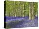 Bluebell wood in dappled sunshine-null-Stretched Canvas