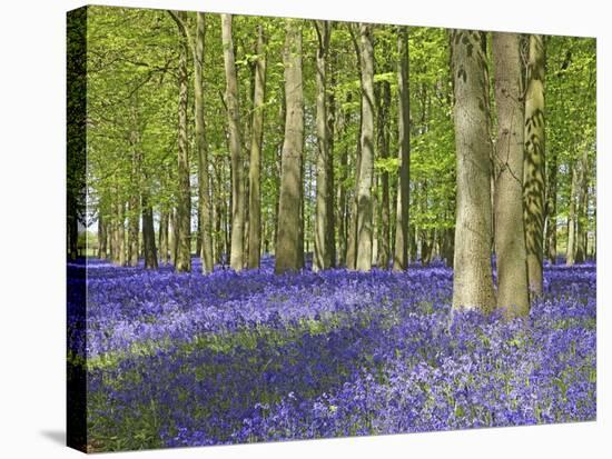 Bluebell wood in dappled sunshine-null-Stretched Canvas