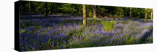 Bluebell wood scenic panorama-Charles Bowman-Stretched Canvas