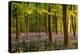 Bluebell Woodland-Adam Burton-Premier Image Canvas