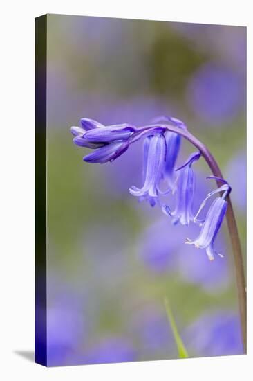 Bluebell-null-Premier Image Canvas