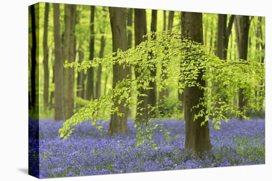 Bluebells and Beech Trees in West Woods, Wiltshire, England. Spring (May)-Adam Burton-Premier Image Canvas