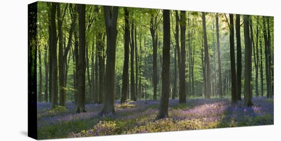 Bluebells and Beech Trees, West Woods, Marlborough, Wiltshire, England. Spring (May)-Adam Burton-Premier Image Canvas