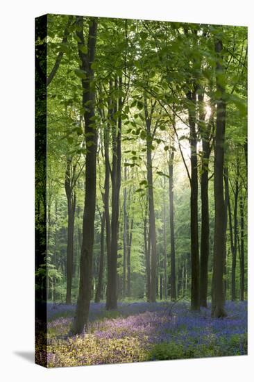 Bluebells and Beech Trees, West Woods, Marlborough, Wiltshire, England. Spring (May)-Adam Burton-Premier Image Canvas