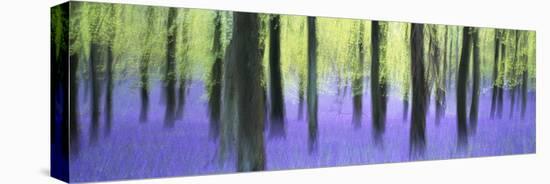 Bluebells and beech woodland in April, Buckinghamshire, England, United Kingdom, Europe-David Tipling-Premier Image Canvas