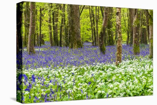 Bluebells and Garlic-Michael Blanchette Photography-Premier Image Canvas