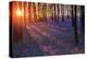 Bluebells at Sunset-Inguna Plume-Premier Image Canvas