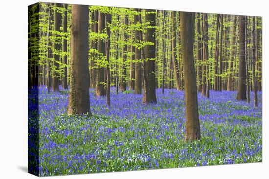 Bluebells Blooming in Beech Forest-Darrell Gulin-Premier Image Canvas