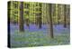 Bluebells Blooming in Beech Forest-Darrell Gulin-Premier Image Canvas