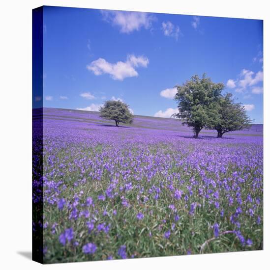 Bluebells, Dartmoor, Devon, England, United Kingdom, Europe-David Lomax-Premier Image Canvas