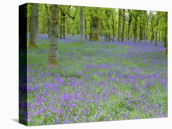 Bluebells Flowering in Beech Wood Perthshire, Scotland, UK-Pete Cairns-Premier Image Canvas