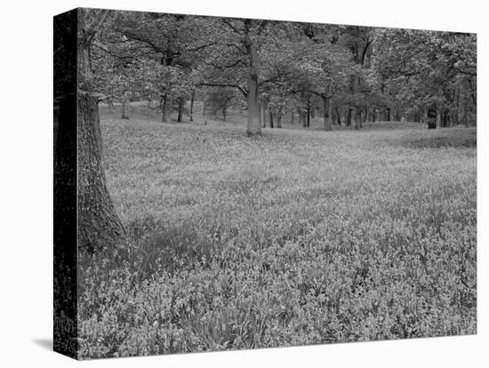 Bluebells Flowering in Beech Wood Perthshire, Scotland, UK-Pete Cairns-Premier Image Canvas