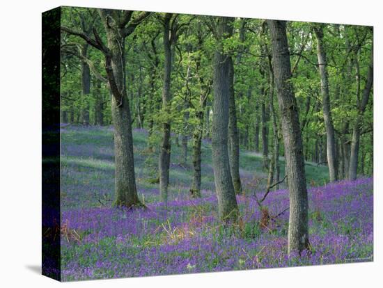 Bluebells Flowering in Oak Wood, Scotland, Peduncluate Oaks (Quercus Robur)-Niall Benvie-Premier Image Canvas