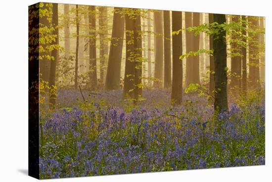 Bluebells Flowering in Wood, Dawn Light, in Beech Wood, Hallerbos, Belgium-Biancarelli-Premier Image Canvas