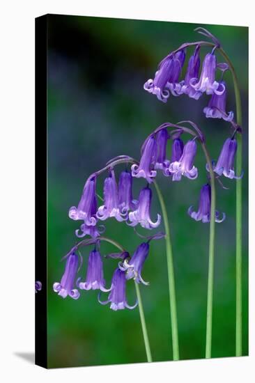 Bluebells flowering, Perthshire, Scotland-Laurie Campbell-Premier Image Canvas