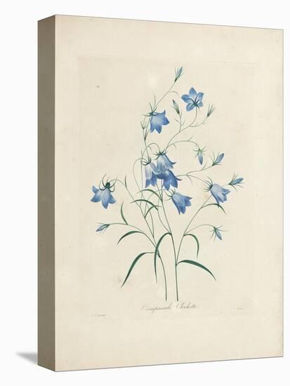 Bluebells, from 'Choix Des Plus Belles Fleurs Et Des Plus Beaux Fruits', 1827-33-Pierre-Joseph Redouté-Premier Image Canvas