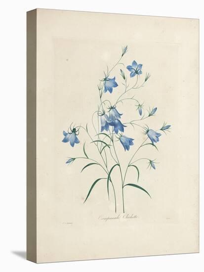 Bluebells, from 'Choix Des Plus Belles Fleurs Et Des Plus Beaux Fruits', 1827-33-Pierre-Joseph Redouté-Premier Image Canvas